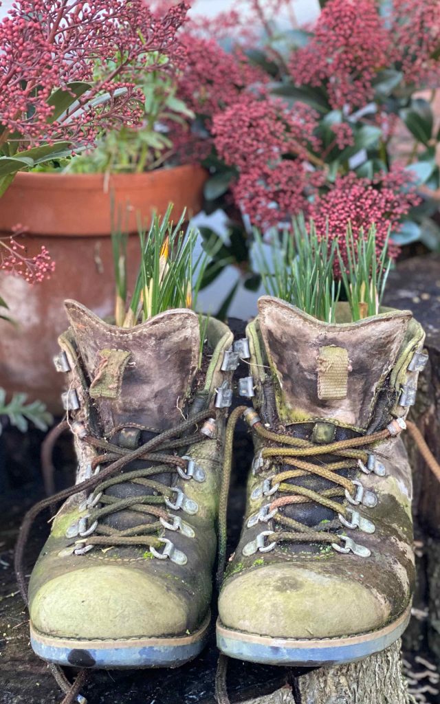 Image of Women's old working boots with flowers in from an Organic Allotment Garden Growing flowers