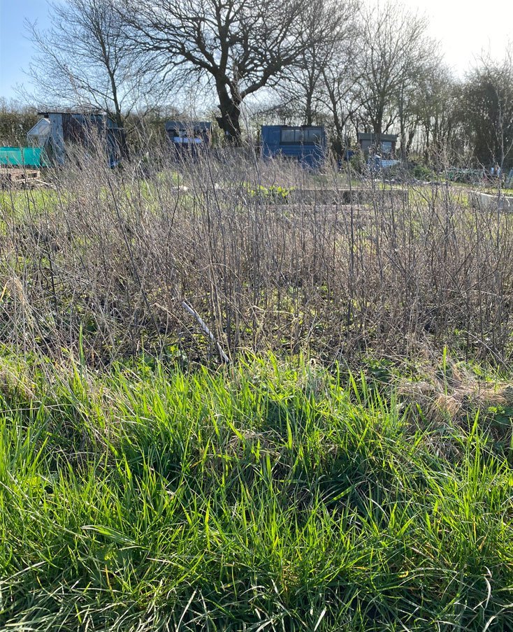 Image of an allotment covered with weeds from the article First 4 Steps to Plan your new Allotment by Martin at Silver Acres