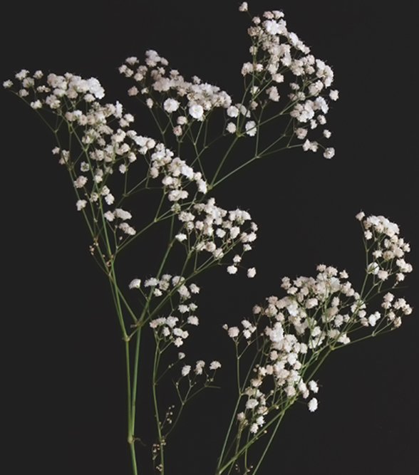 Beautiful picture of Gypsophila used for dried flowers arrangement