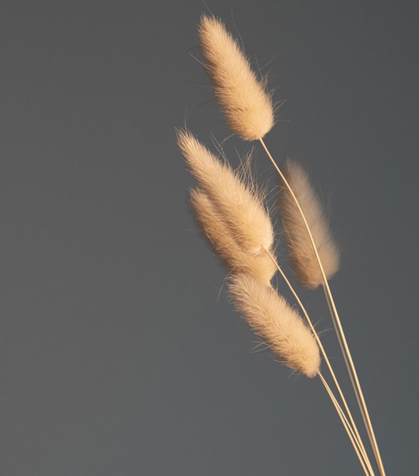 Stunning Picture of Dried Flowers called