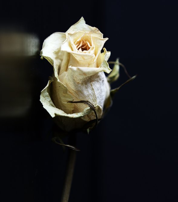 Beautiful picture of a rose used for arrangements of dried flowers